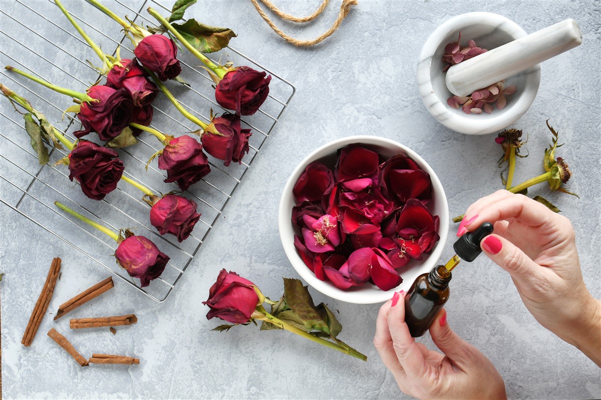 Préparation d'un hydrolat de rose
