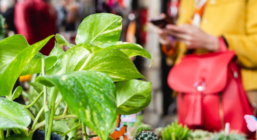 closeup of a plant in a craft fair with a bored woman in the background using the mobile, copy space