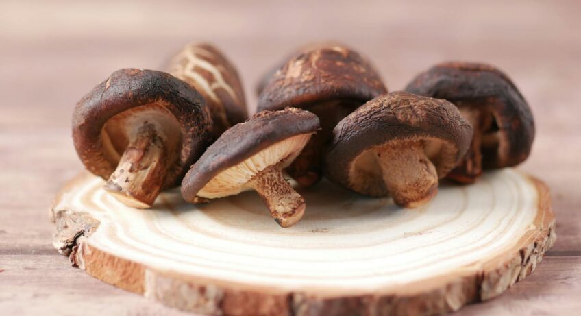 champignons shiitake
