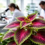 découvrez les bienfaits étonnants du plant de coleus blumei révélés par les scientifiques, ses vertus pour la santé et l'environnement.