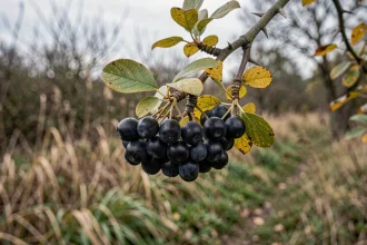 Grappes de prunelles sauvages noires et violettes sur une branche épineuse de prunellier en automne, confusions possibles avec d'autres baies toxiques